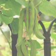 狗爪豆(中藥) 狗爪豆(中藥)