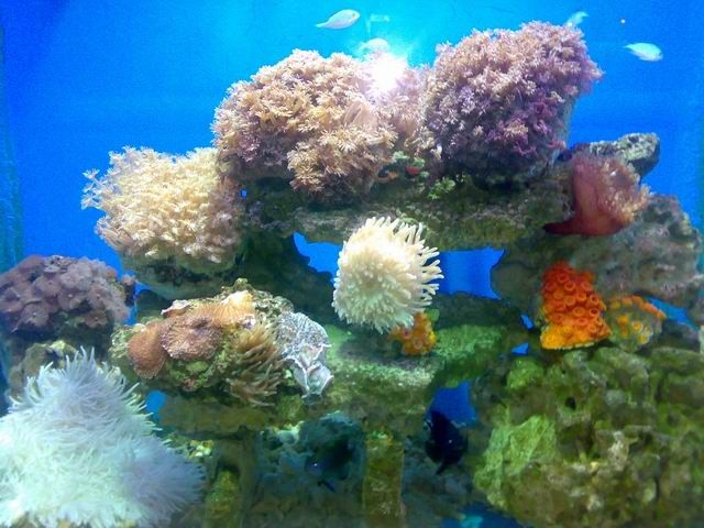 珊瑚海生物館