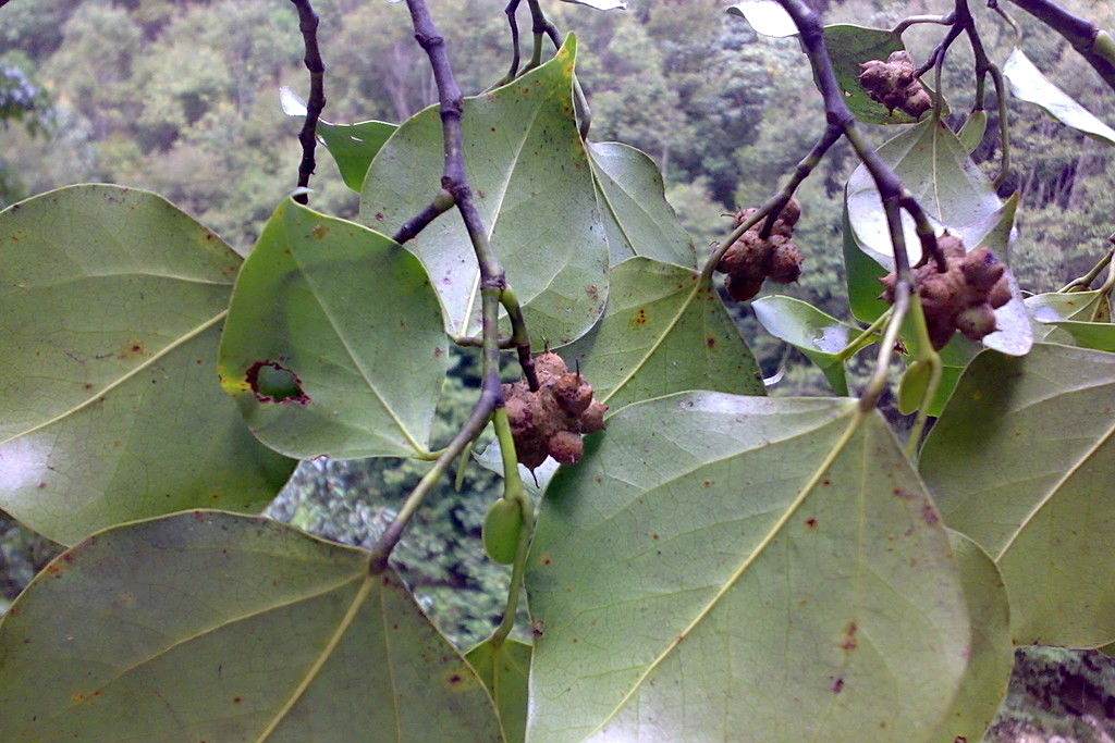 滇馬蹄果 滇馬蹄果