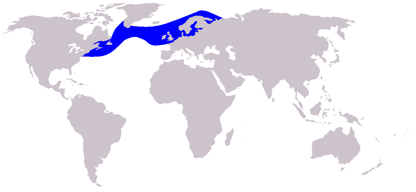 大西洋斑紋海豚分布
