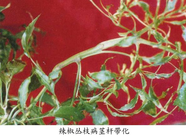 辣椒叢枝病 辣椒叢枝病