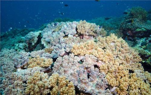 徐聞珊瑚礁國家級自然保護區
