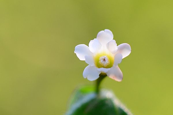 刺蘿桐科 刺蘿桐科