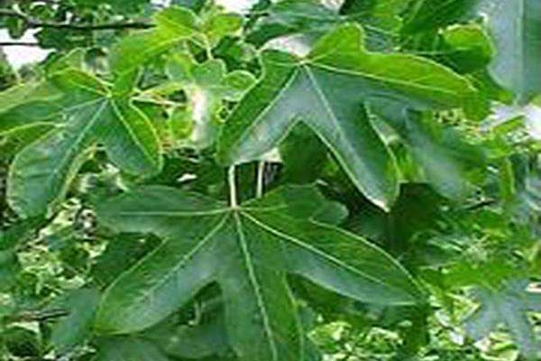 Liquidambar styraciflua \x27Rotundiloba\x27