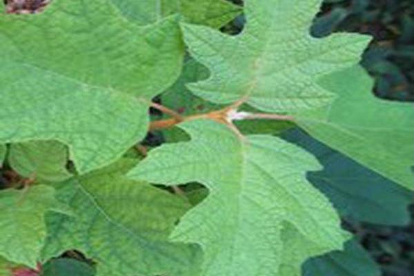 Hydrangea quercifolia \x27Vaughn\x27s Lillie\x27