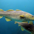北極鱈魚 北極鱈魚