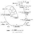 β氧化(β-氧化) β氧化(β-氧化)