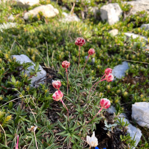 Armeria majellensis
