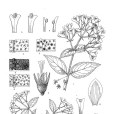 馬桑溲疏 馬桑溲疏