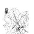 柞槲櫟 柞槲櫟