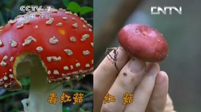 毒紅菇與真紅菇辨別2
