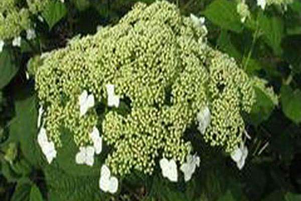 Hydrangea arborescens \x27Dardom\x27 WHITE DOME Hydrangea arborescens \x27Dardom\x27 WHITE DOME