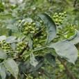 九葉青花椒 九葉青花椒