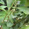 豆蔻亞屬 豆蔻亞屬