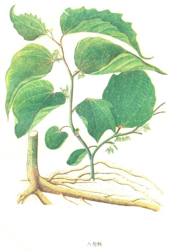 八角楓原植物圖