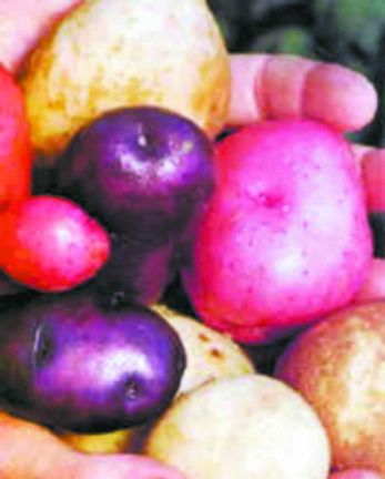 彩色土豆