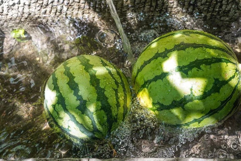 陵園西瓜 陵園西瓜