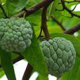 蕃荔枝 蕃荔枝