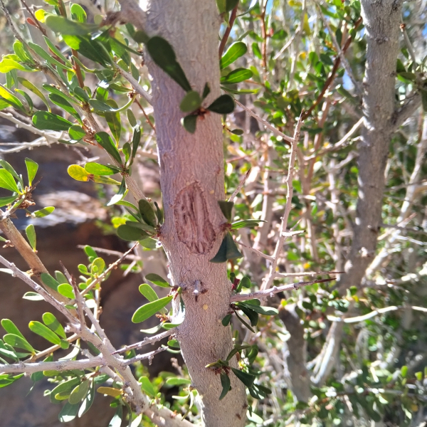 Schinus bumelioides