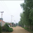 大崔家莊村 大崔家莊村