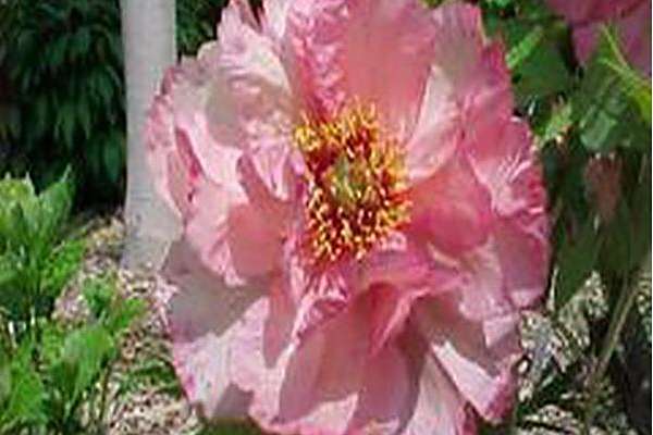 Paeonia delavayi var. lutea \x27Hesperus\x27