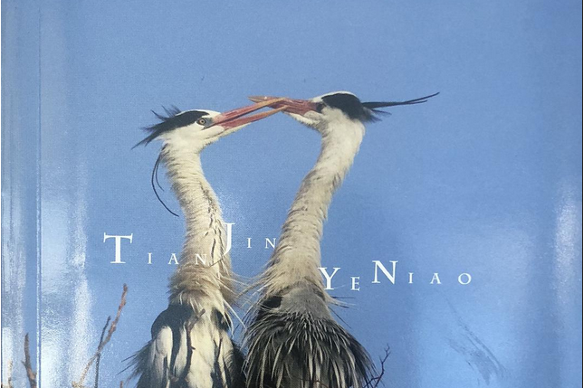 天津野鳥 天津野鳥