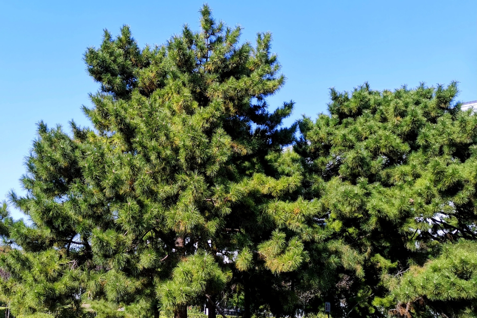 油松甘肅GX072 油松甘肅GX072