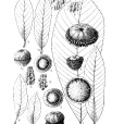 魚藍柯 魚藍柯