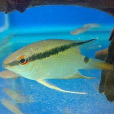 畫眉魚 畫眉魚