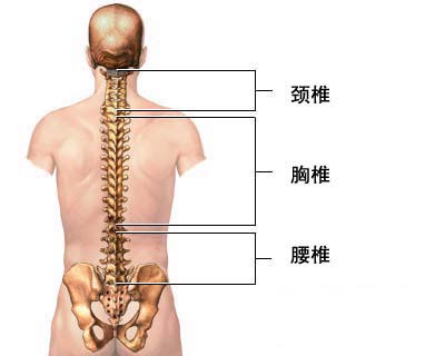 脊柱區斷層解剖