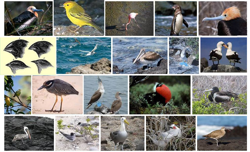 科隆群島鳥類列表