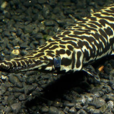 狼鼻魚 狼鼻魚