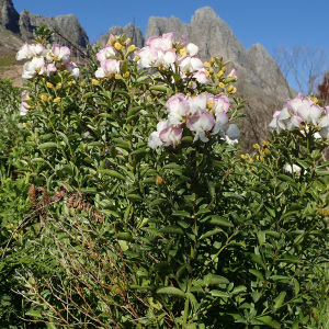 Podalyria variabilis