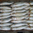 黃占(竹夾魚) 黃占(竹夾魚)