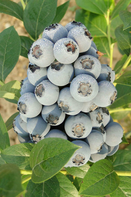 湖北牧童藍莓基地