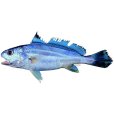 丁氏叫姑魚 丁氏叫姑魚