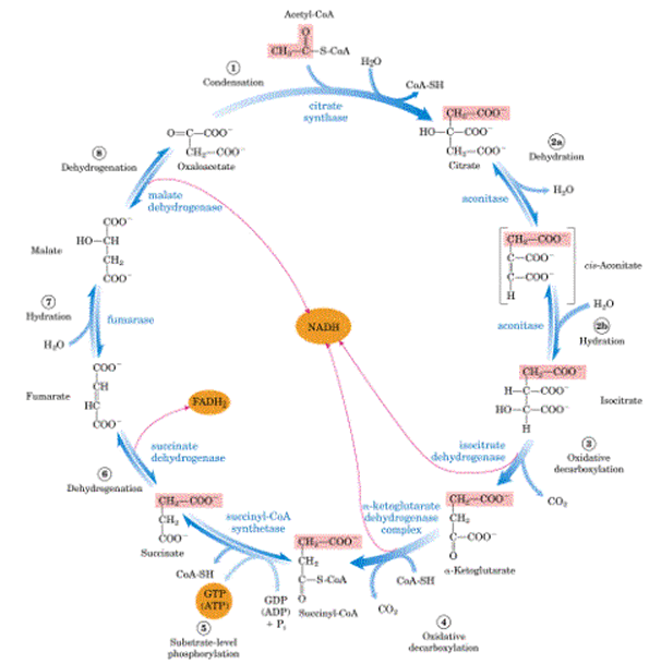 三羧酸循環(Krebs循環)
