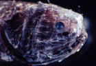 大鱗片深海魚