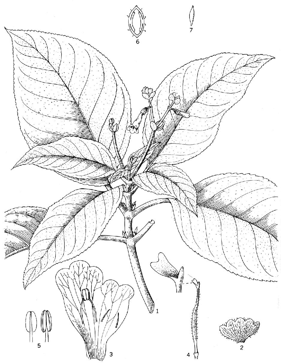 短檐苣苔屬