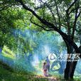 柏墩村 柏墩村