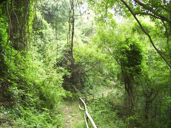 陳虎嶺古道 陳虎嶺古道