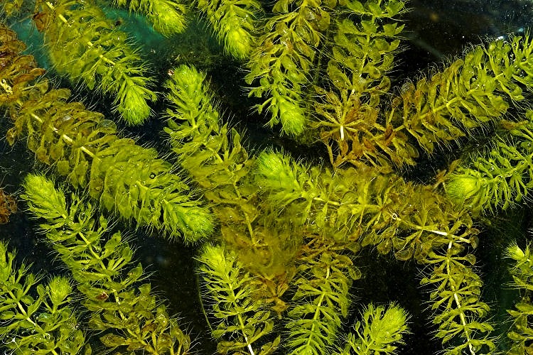 囊泡藻界