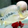 壽星魚 壽星魚
