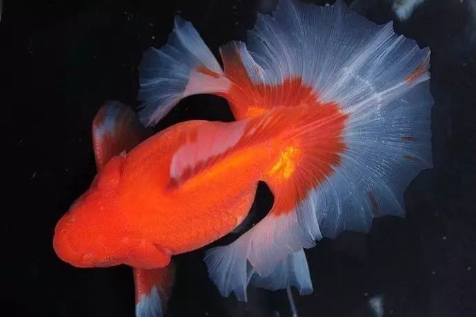 華美南麗魚