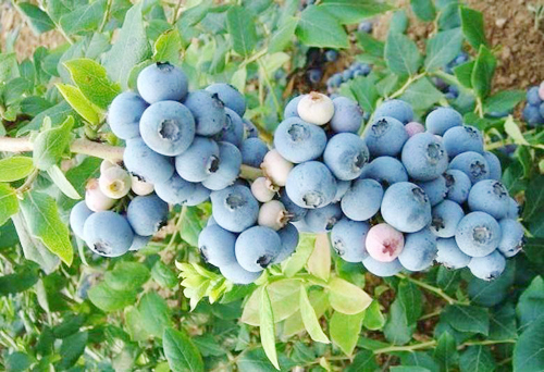 麻江藍莓