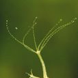水螅(腔腸動物) 水螅(腔腸動物)