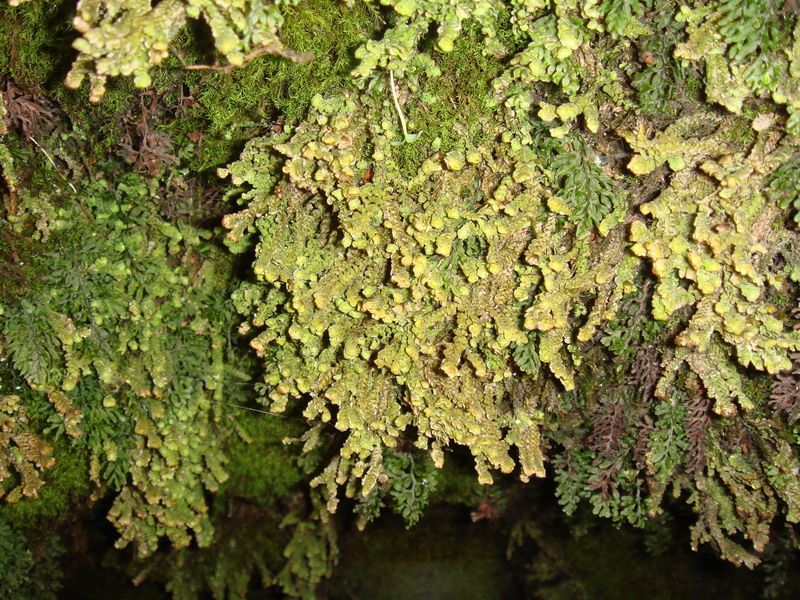 合葉苔屬 合葉苔屬