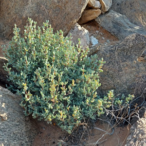 Ruschia namusmontana