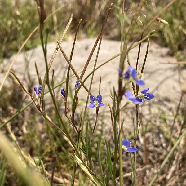 Heliophila adpressa