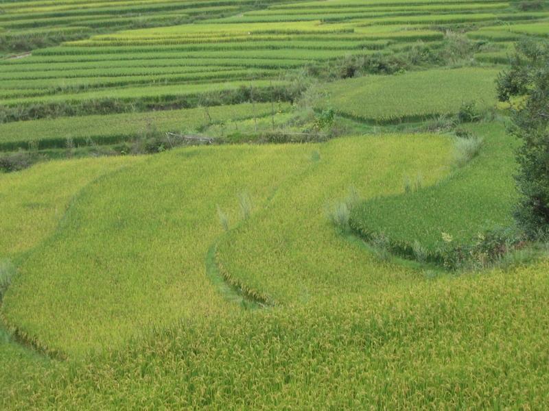 黃家沖自然村